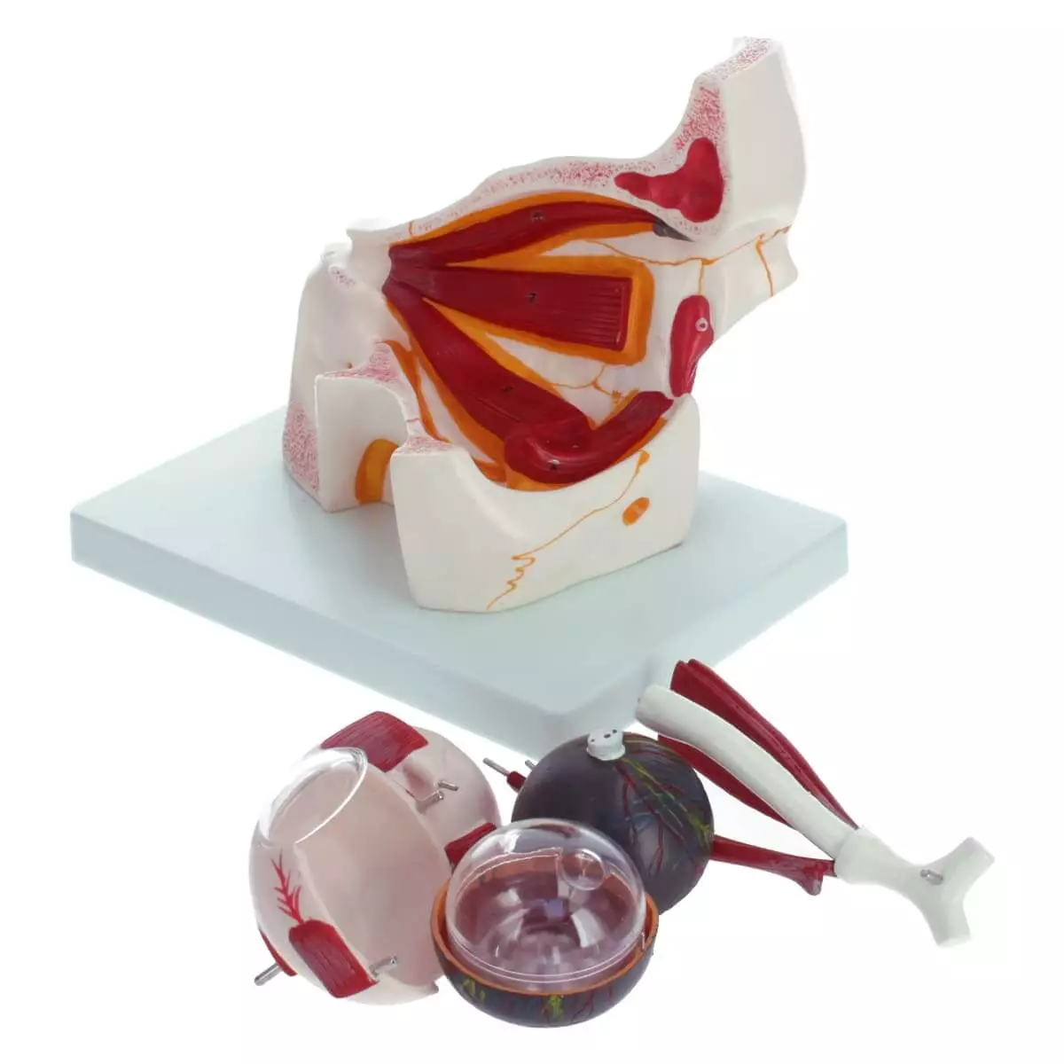  Anatomisch model oog