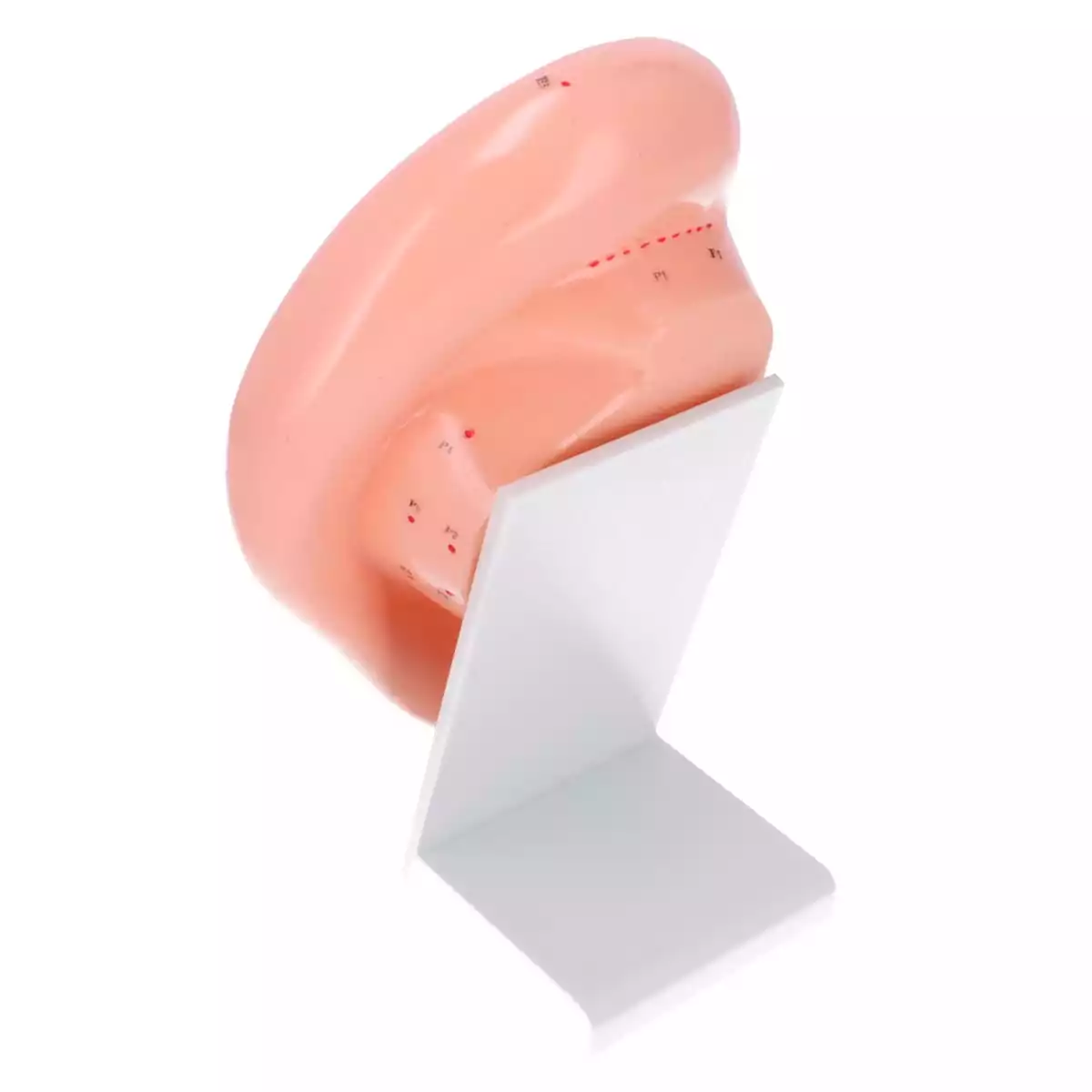  Ooracupunctuur model