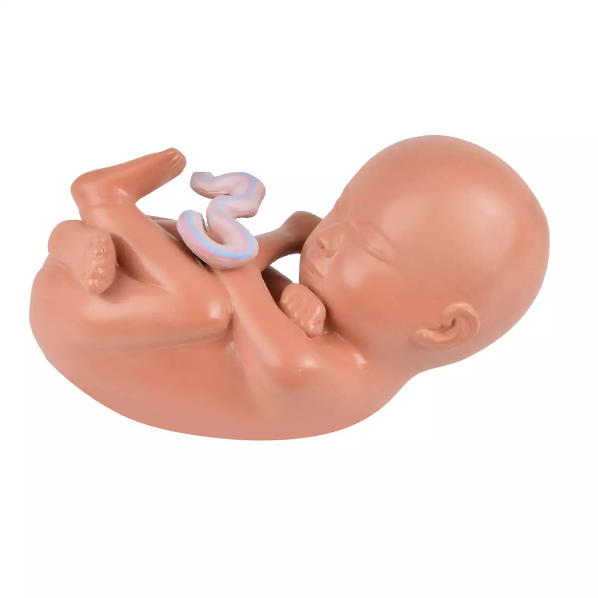  Zwangerschapsmodel met verwijderbare foetus