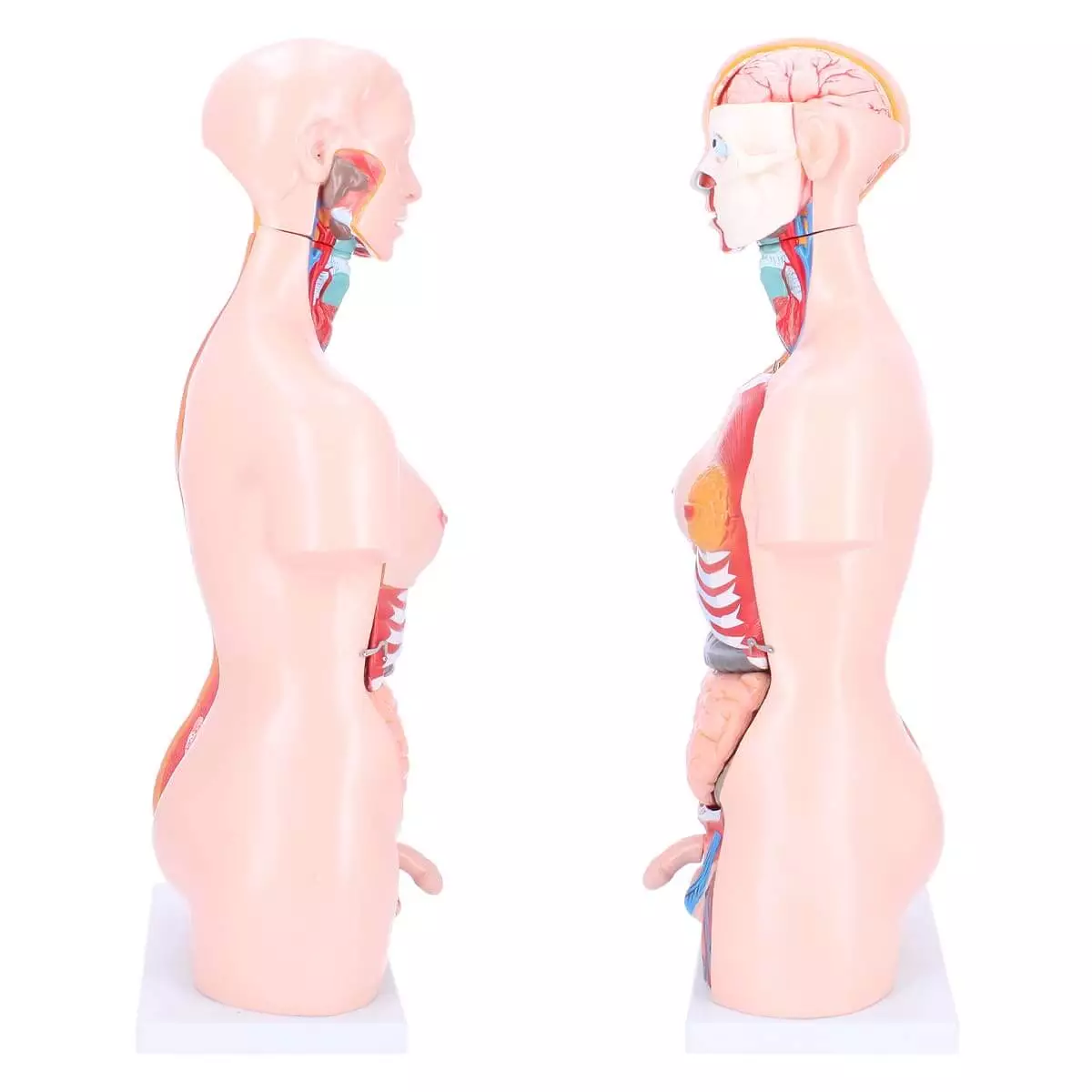  Biseksueel model torso