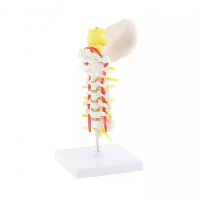  Model cervicale wervelkolom