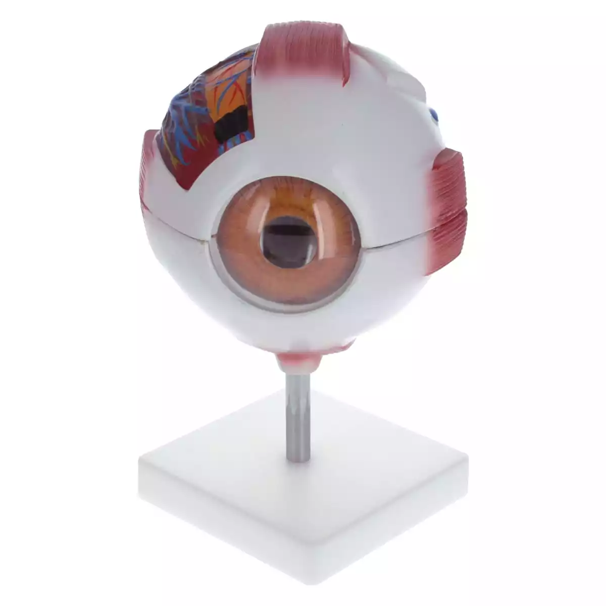  Model Anatomisch Oog