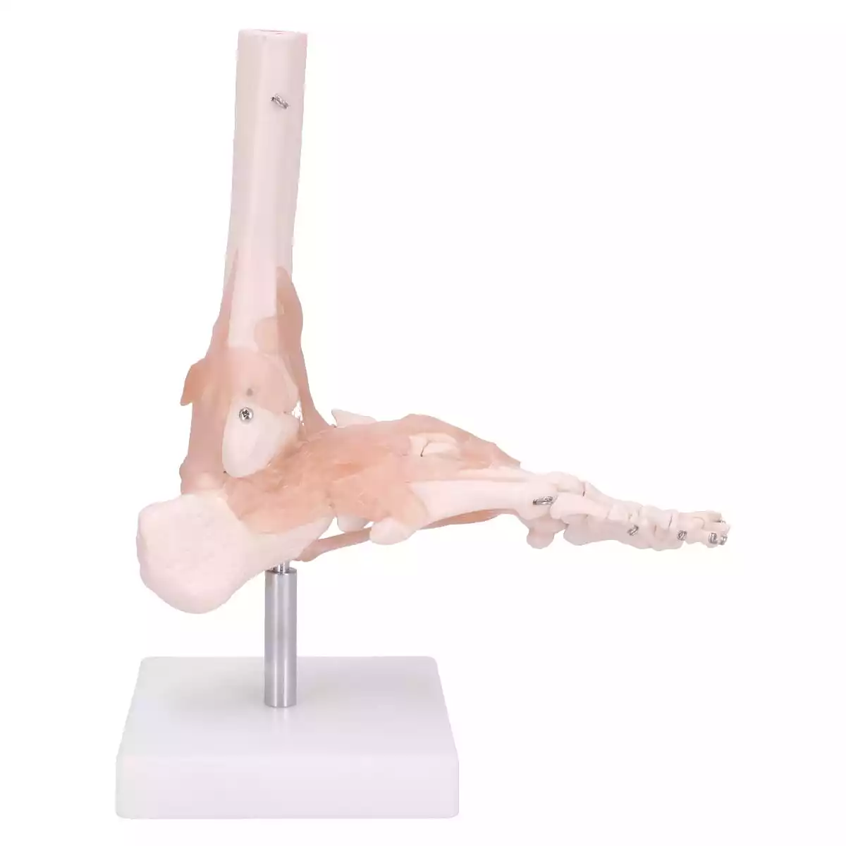  Model Anatomisch Voetskelet