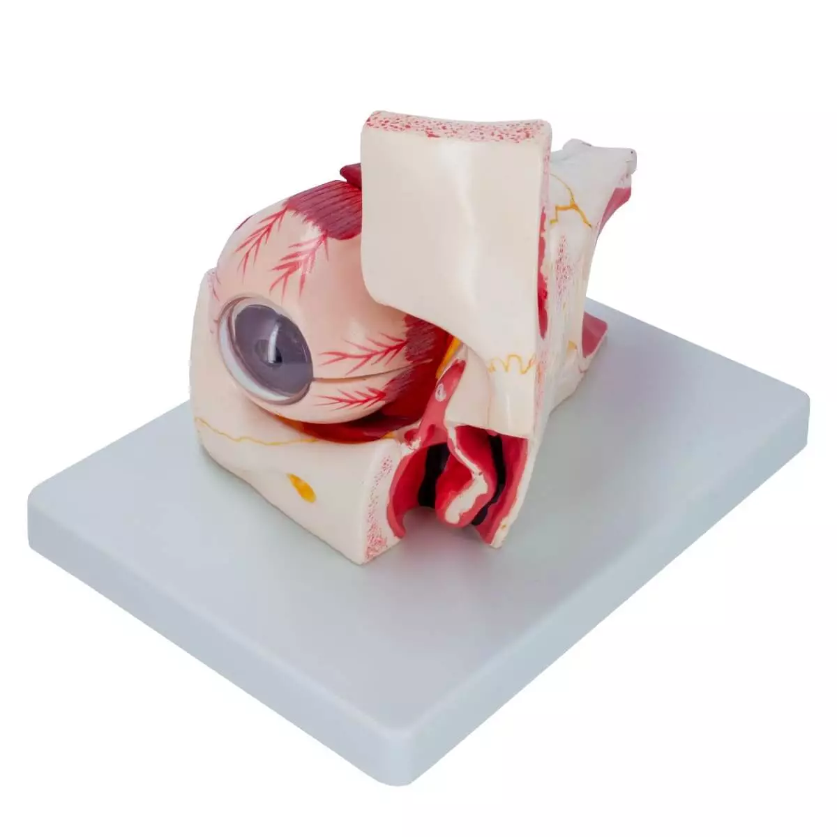  Anatomisch model oog