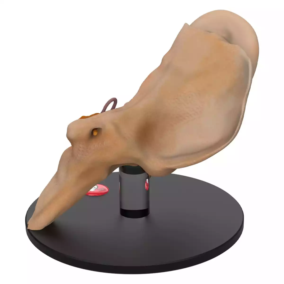  Anatomisch oormodel "Auris