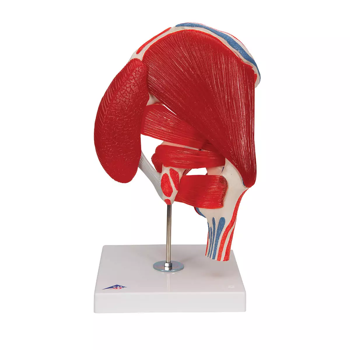  Heupgewricht model