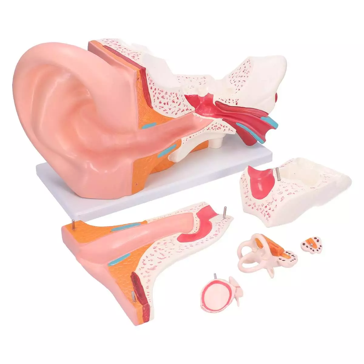  Anatomisch oormodel