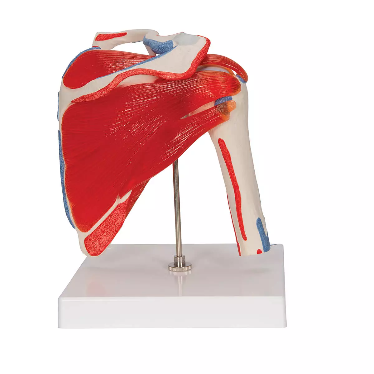  Schoudergewricht model