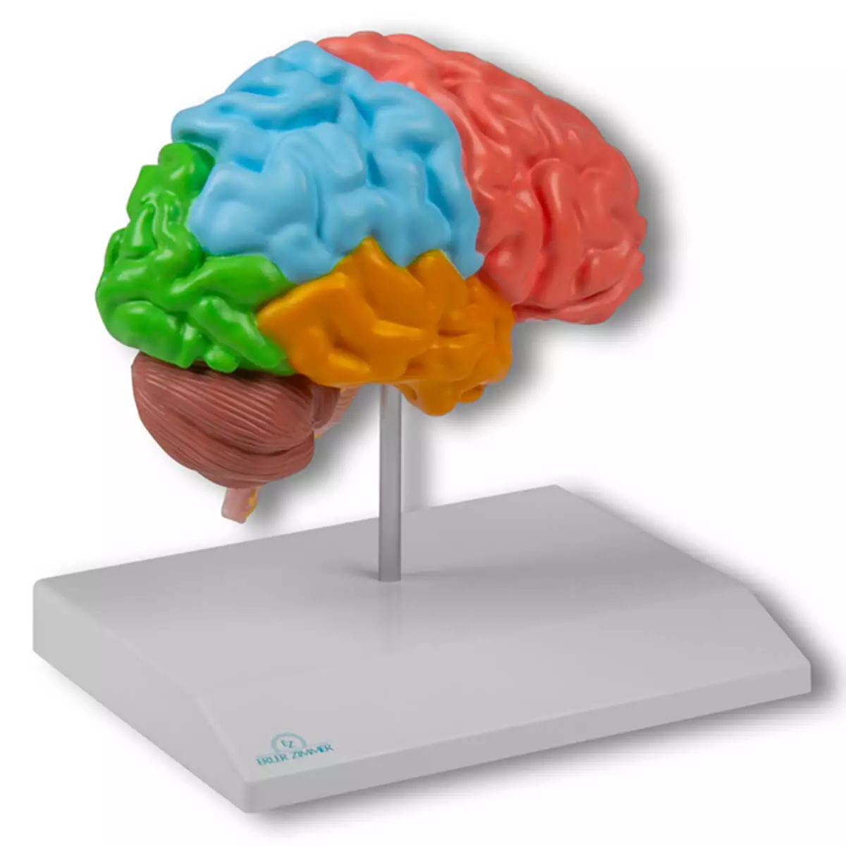  Model regionale hersenhelft voor EZ Augmented Anatomy-leerapp