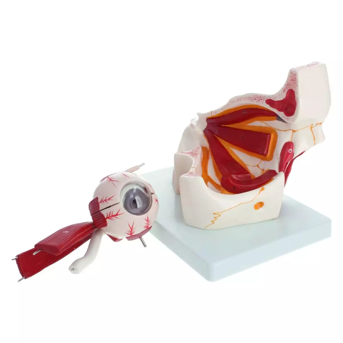  Anatomisch model oog