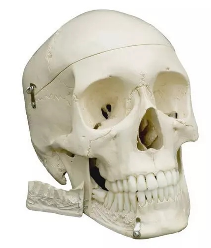 Schedel-model