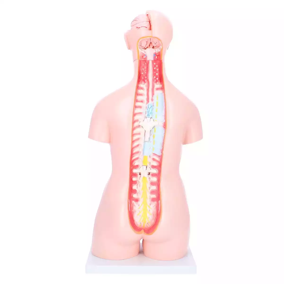  Biseksueel model torso