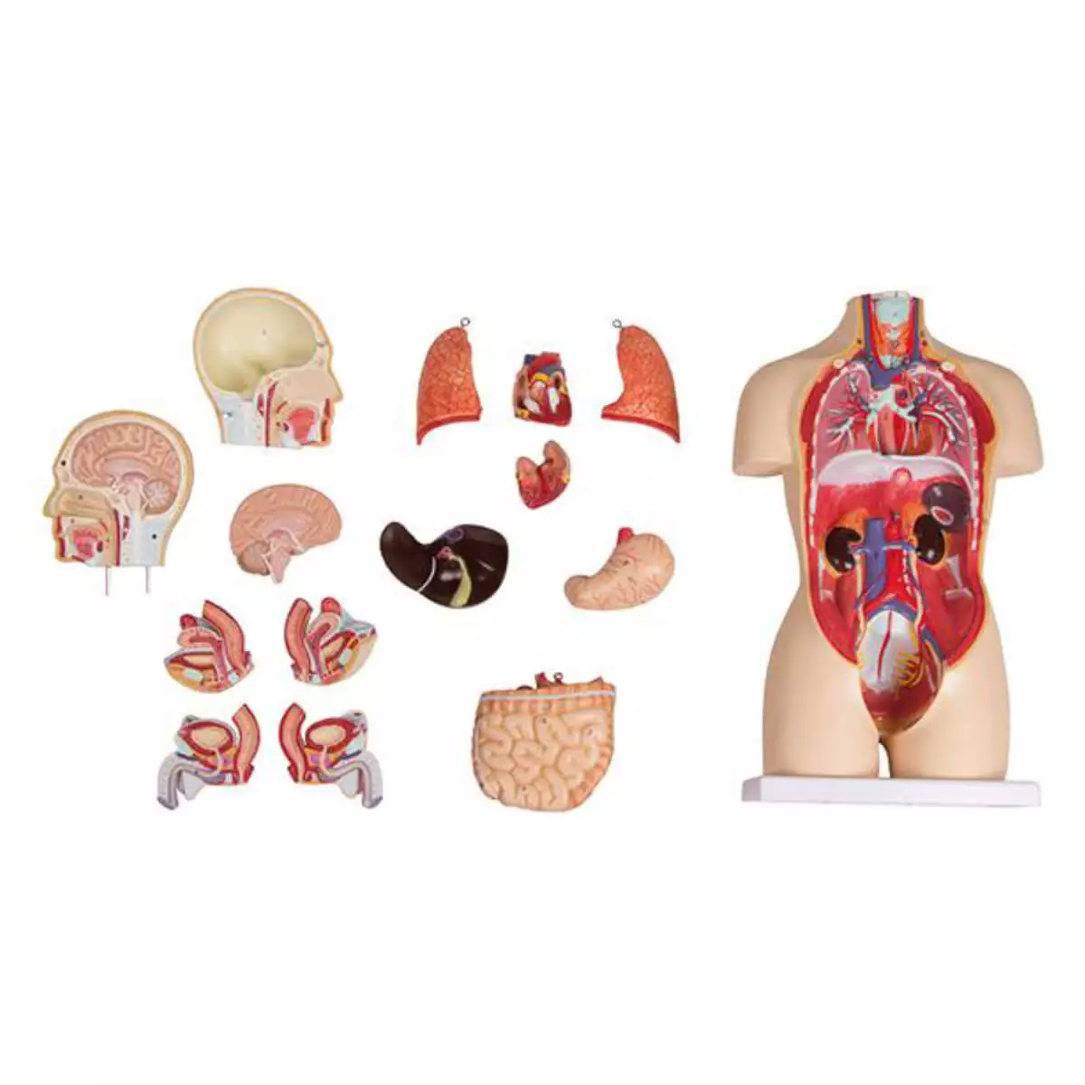 Model Miniaturtorso