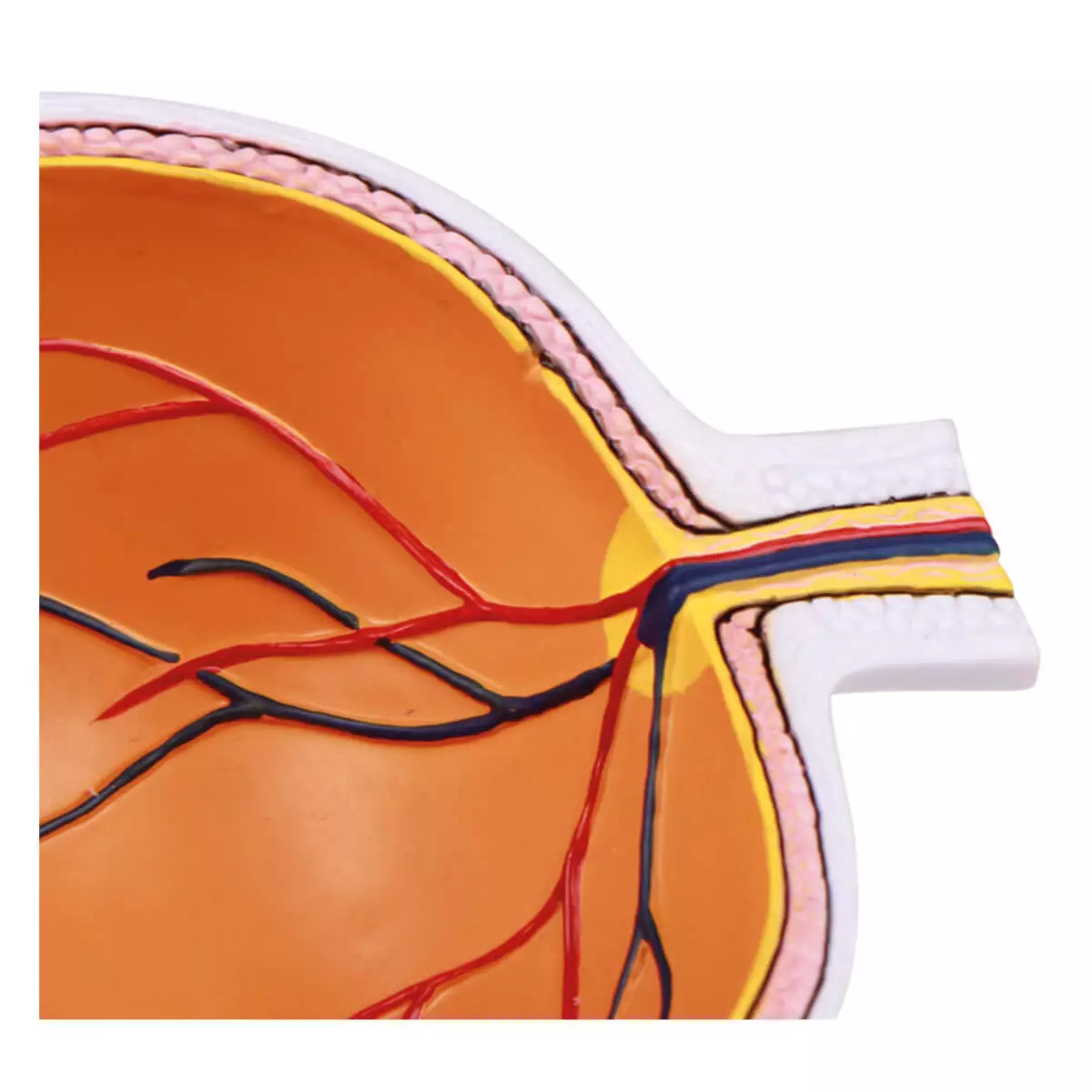  De helft van het oog vergroot - EZ Augmented Anatomy