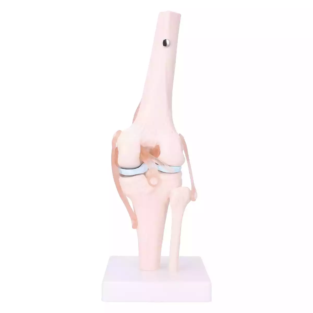  Anatomisch model kniegewricht