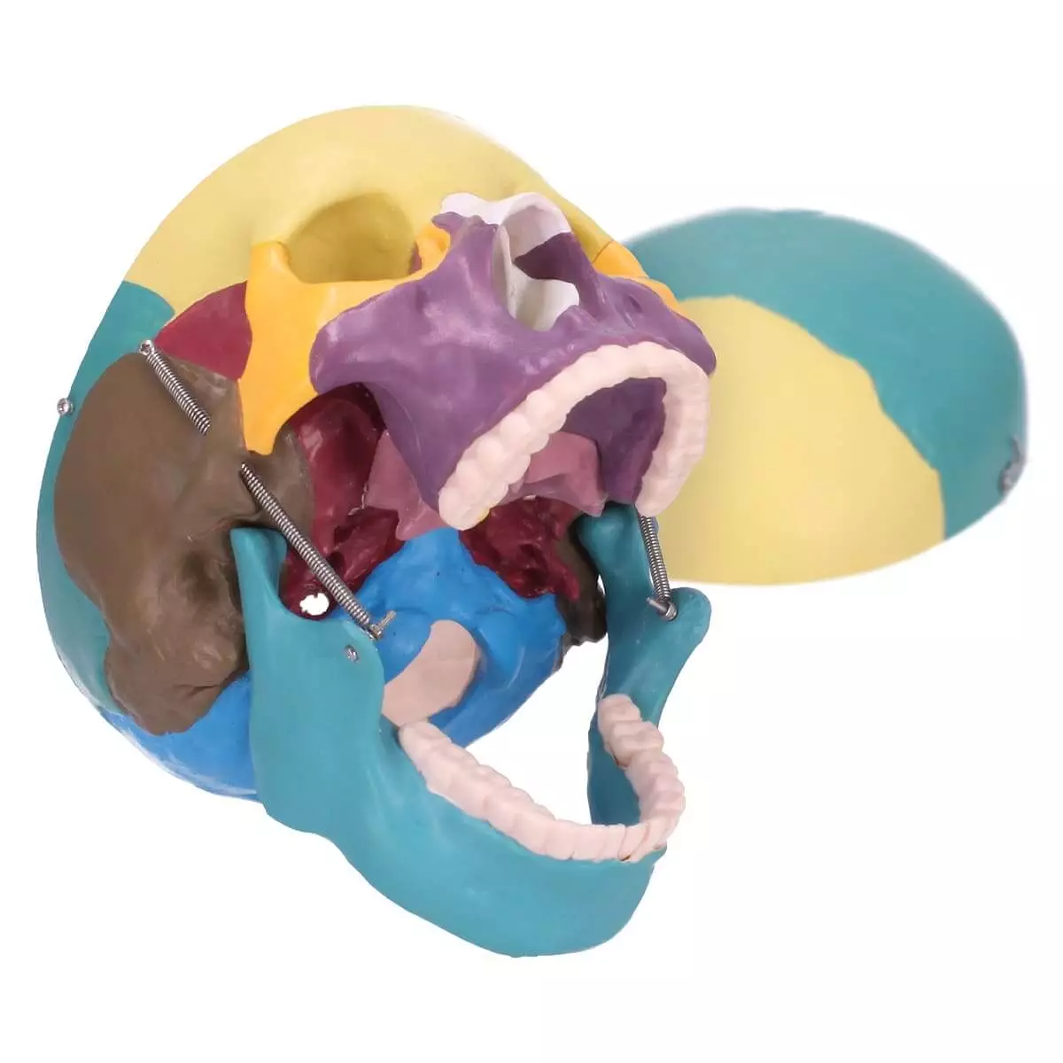  Schedelmodel met didactische inkleuring
