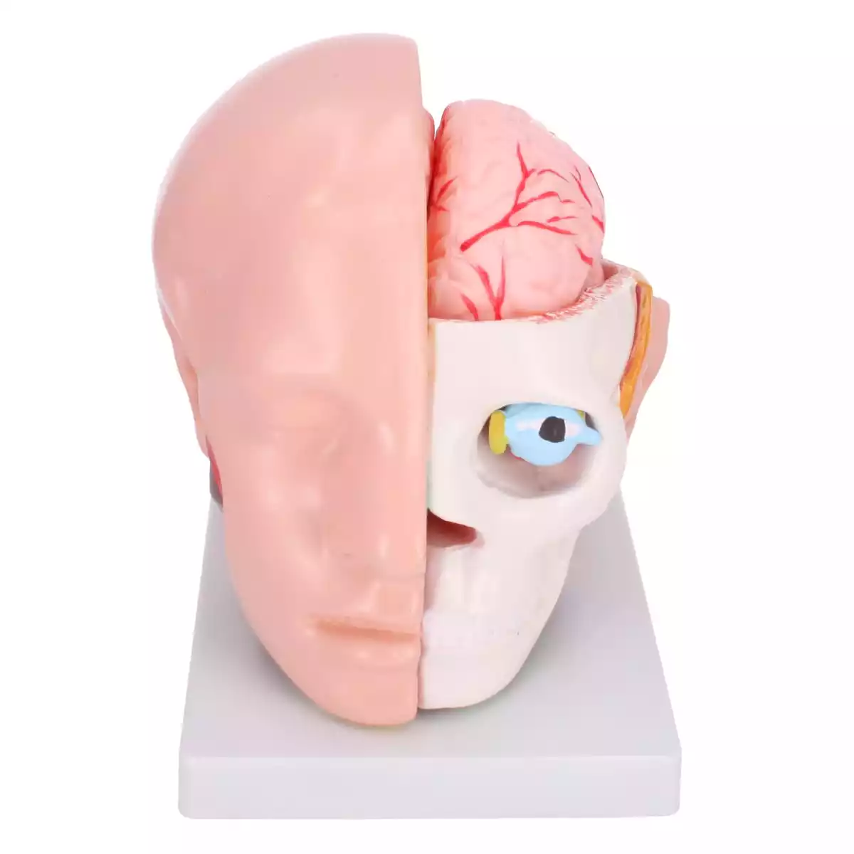  Anatomisch hoofdmodel met hersenen