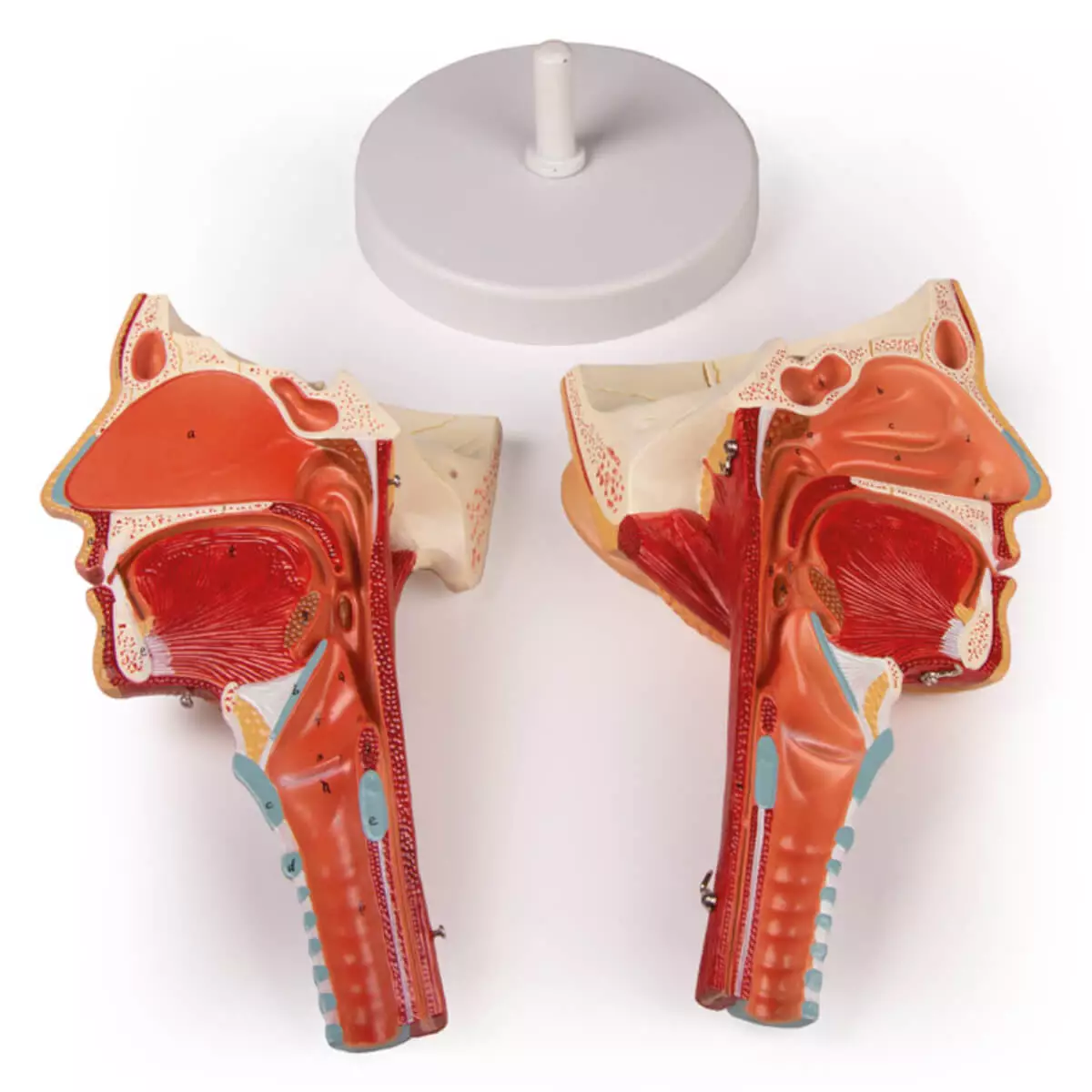  Modelhoofd met keelholte en strottenhoofd