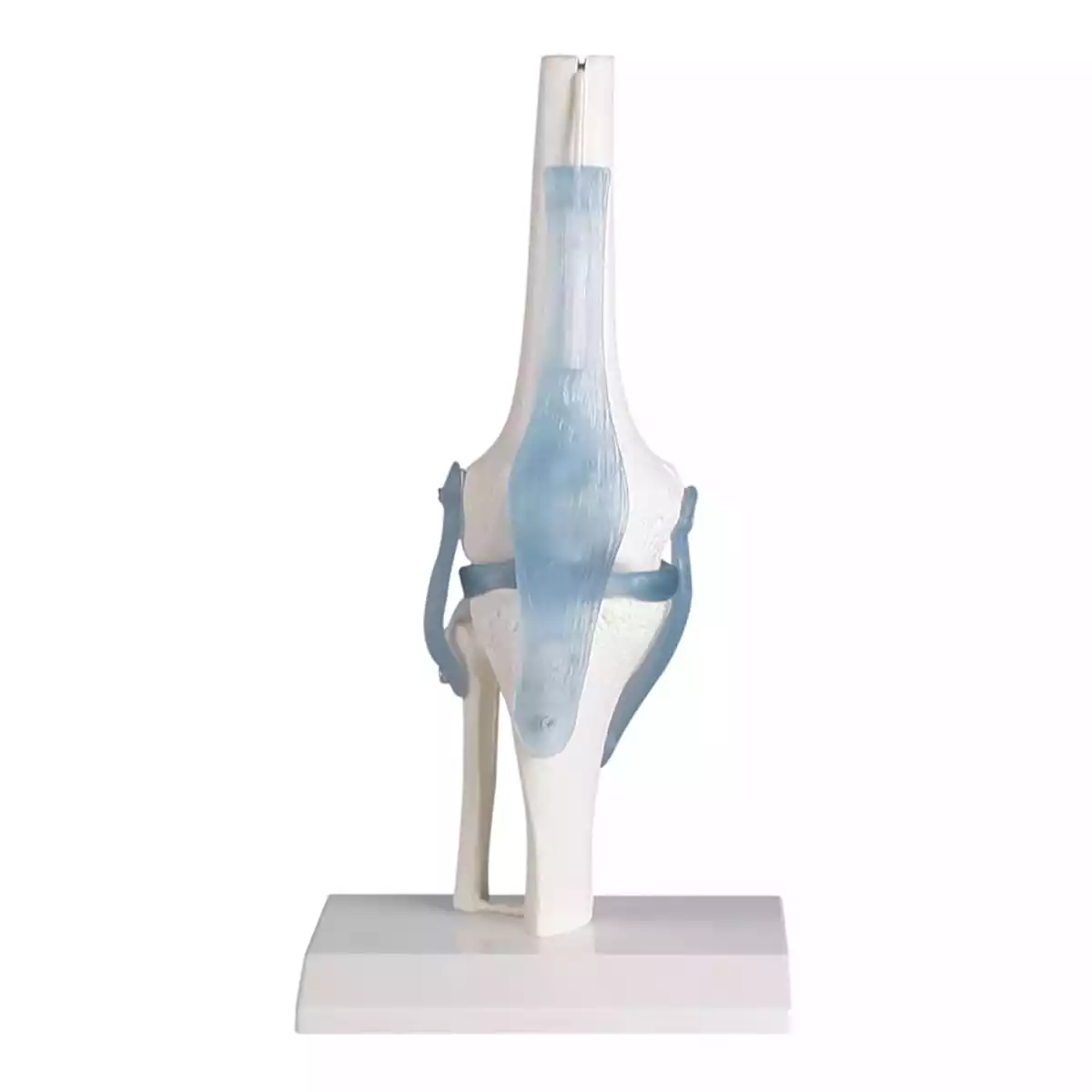  Model kniegewricht
