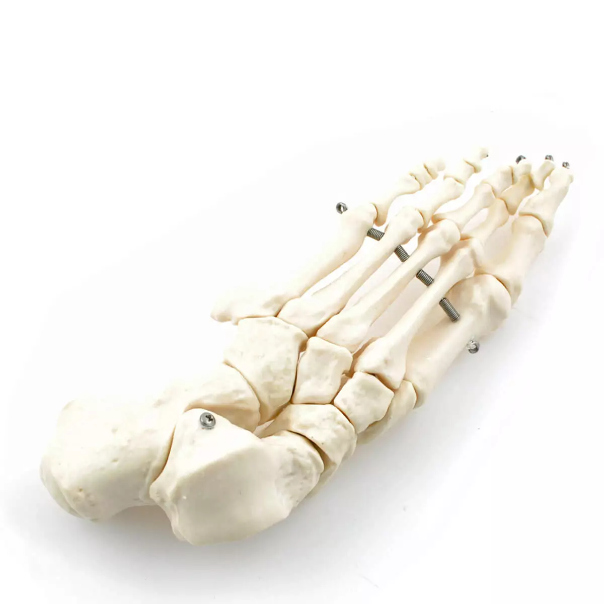  Menselijk skelet