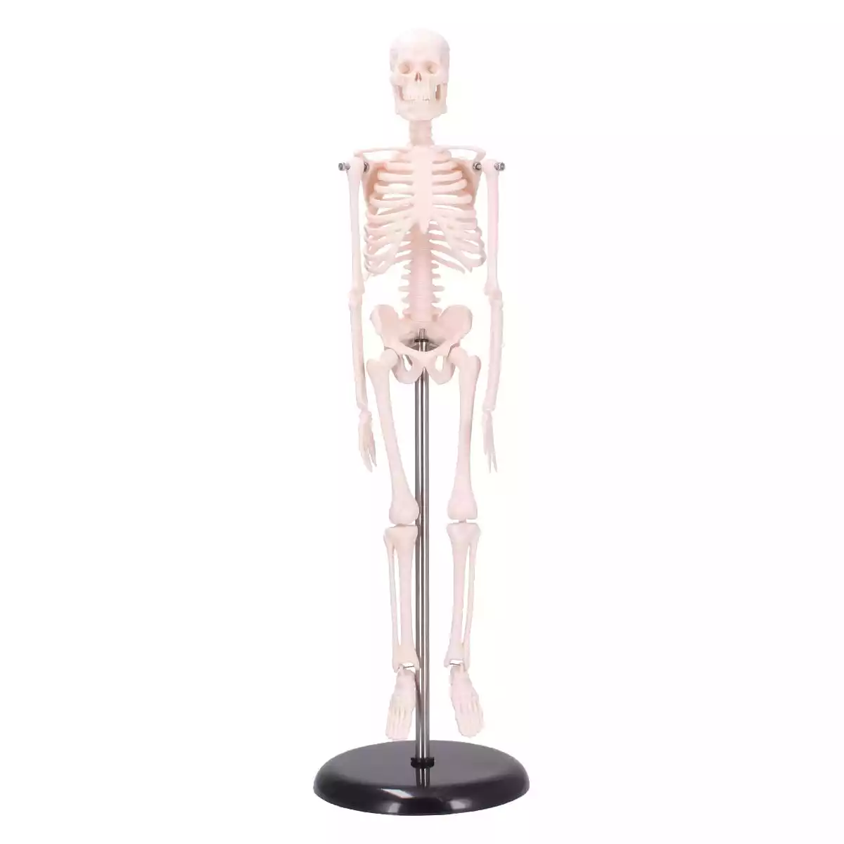  Mini skelet