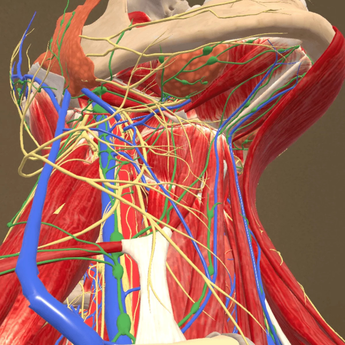  Mixed reality anatomie-app “Corpus” voor Meta Quest 3/3S