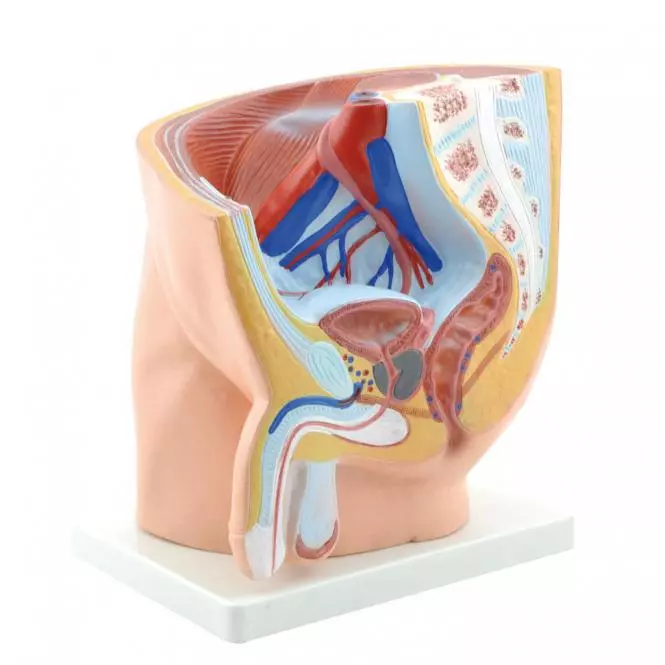  Model Anatomisch Bekken Mannelijk