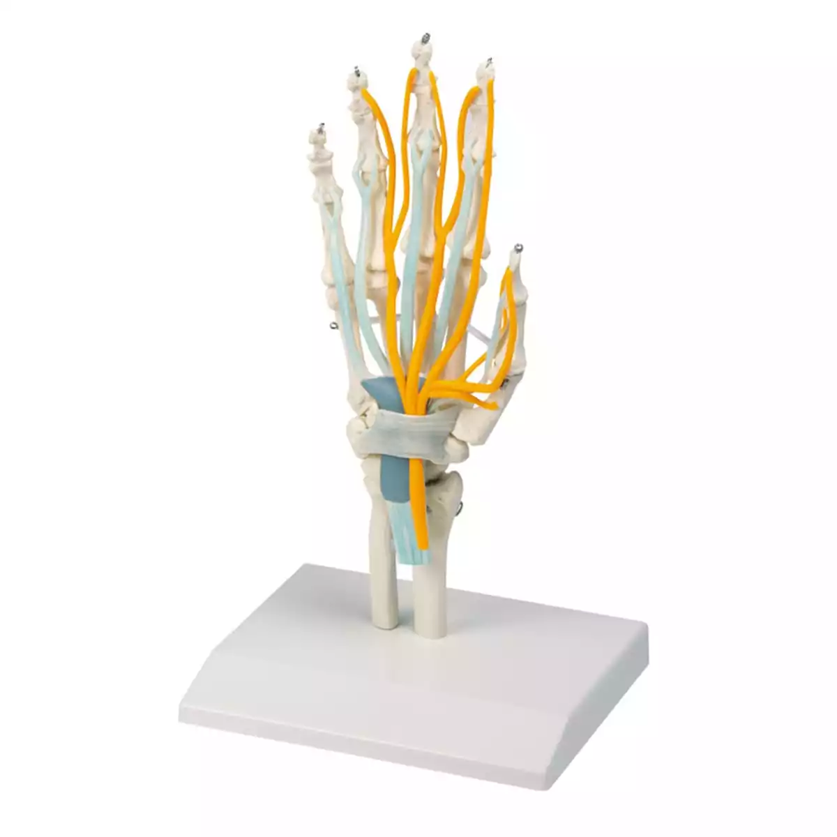  Handmodel