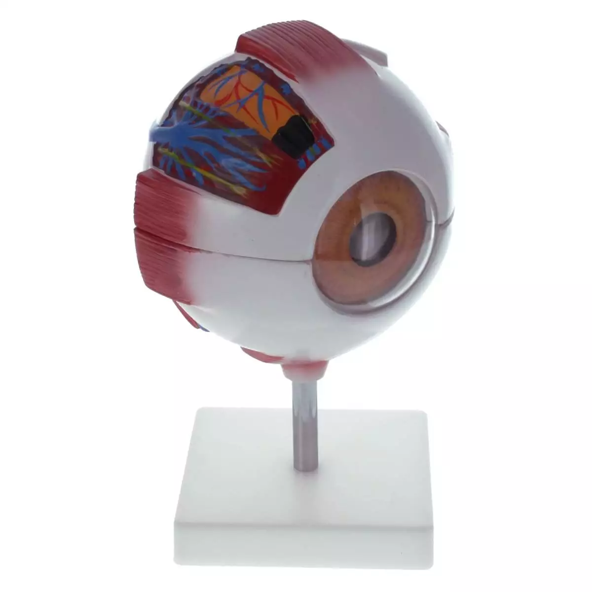  Model Anatomisch Oog