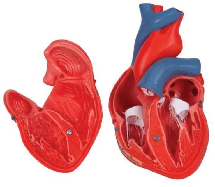  Anatomisch hart model
