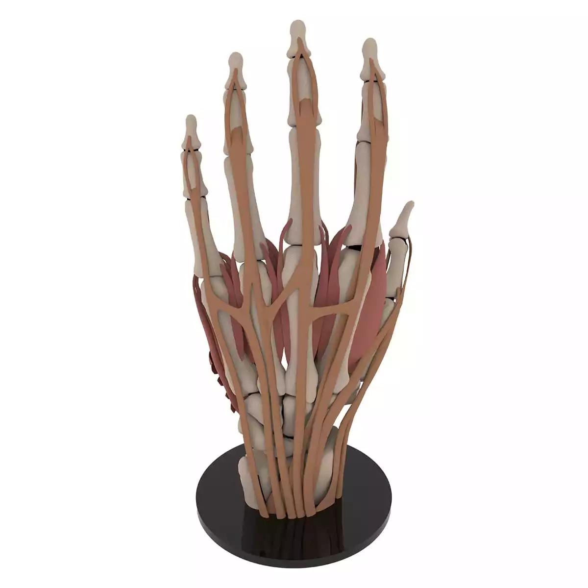  Anatomisch handmodel "Manus"