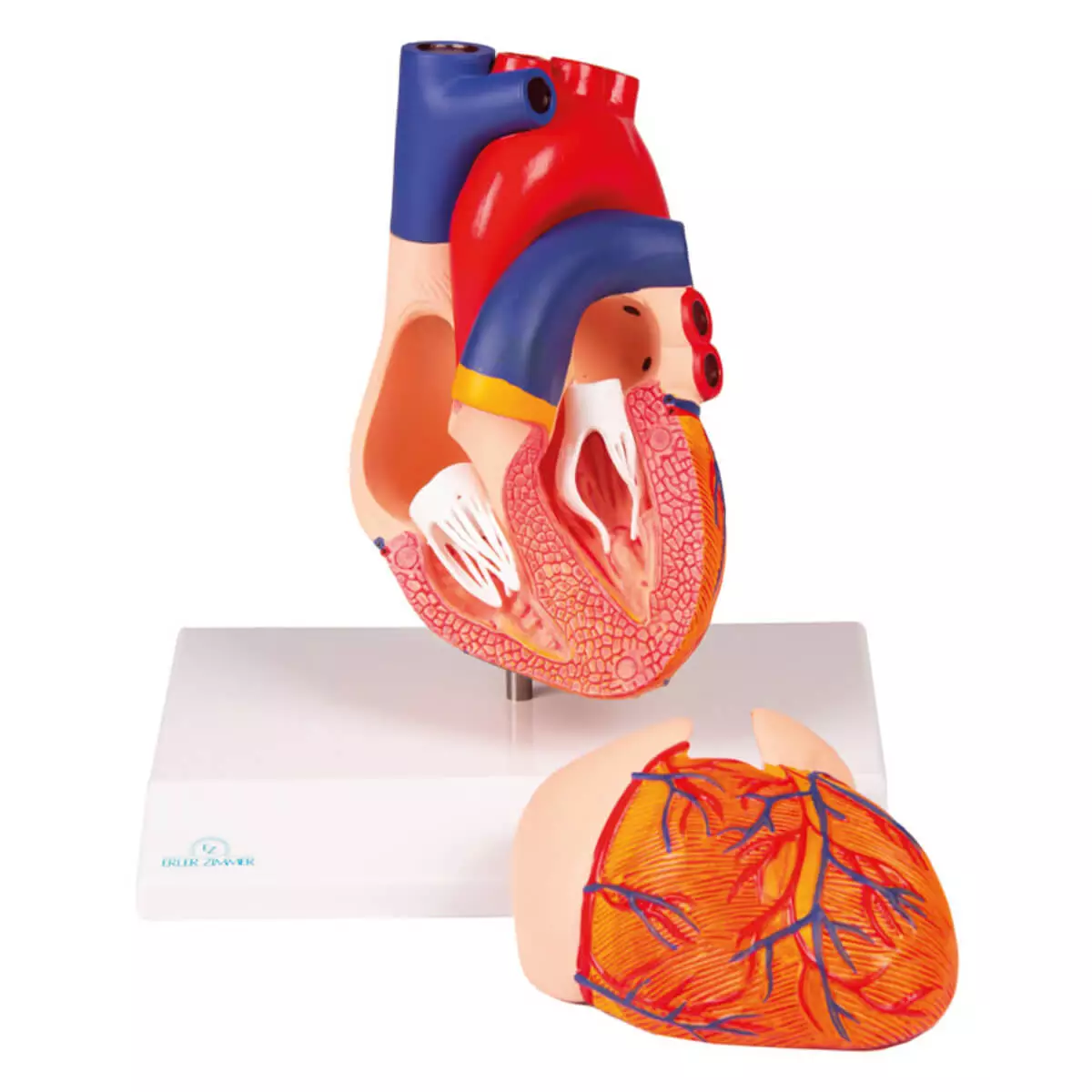  Modelhart voor EZ Augmented Anatomy Learning-app