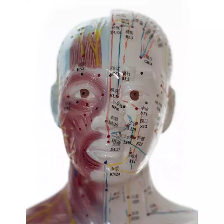 Acupunctuur model man Acupunctuur model man