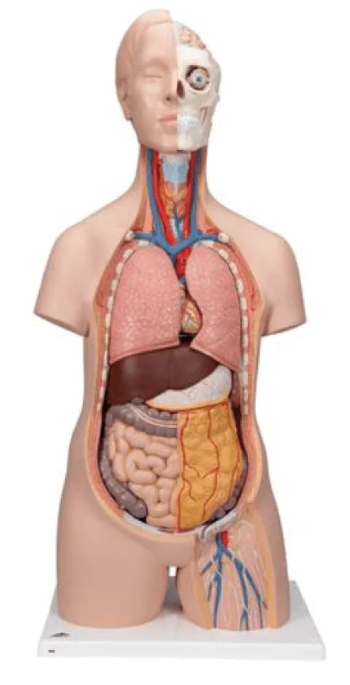  Model Standaard torso
