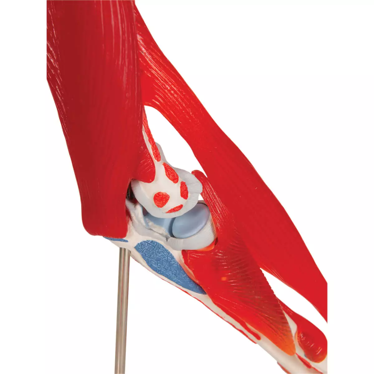  Ellebooggewricht model