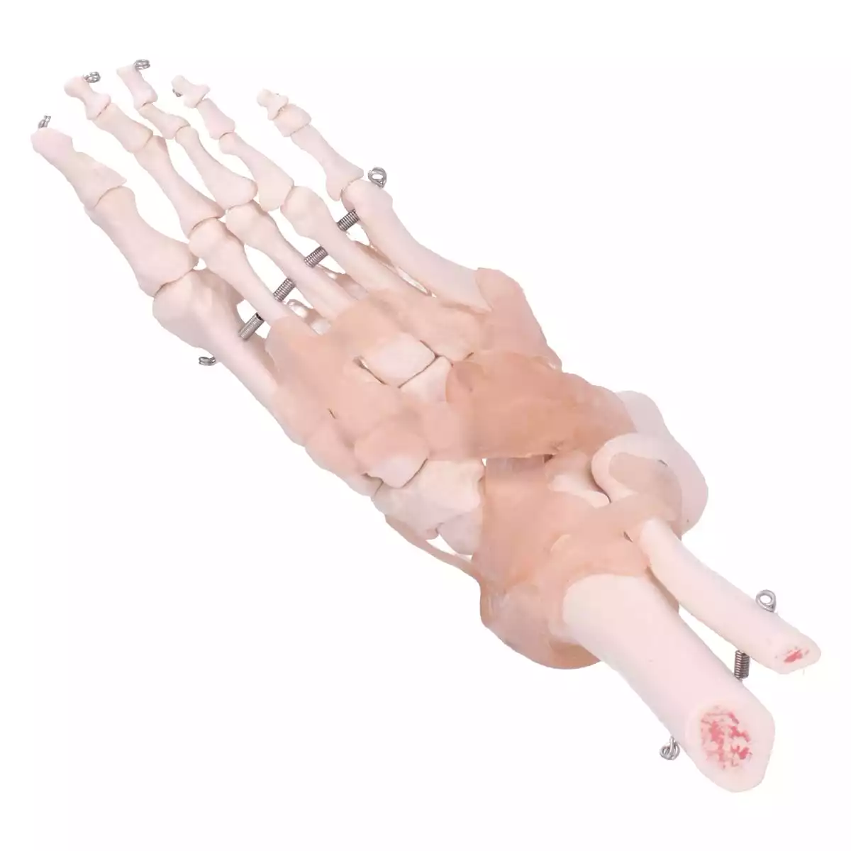  Model Anatomisch Voetskelet