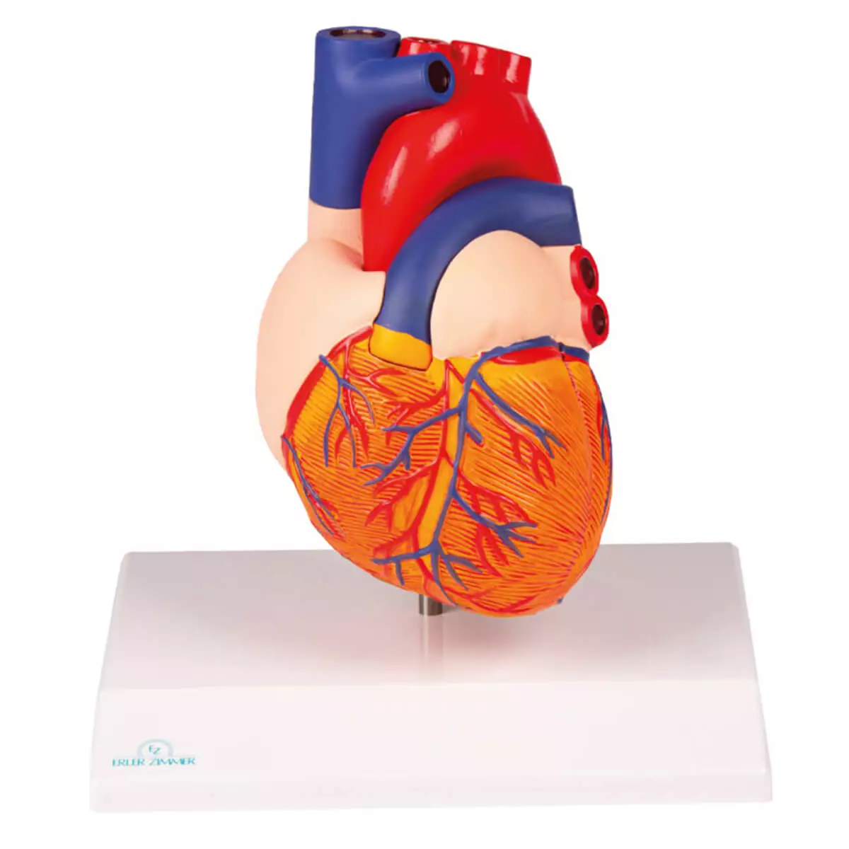  Modelhart voor EZ Augmented Anatomy Learning-app