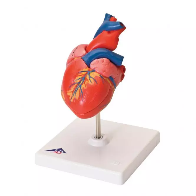  Anatomisch hart model