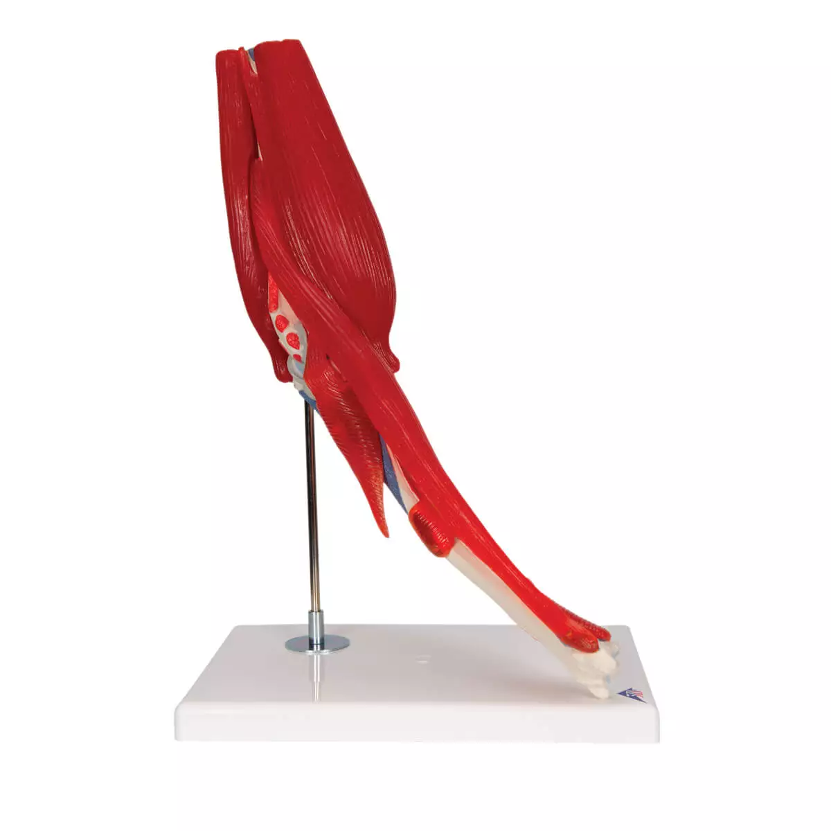  Ellebooggewricht model
