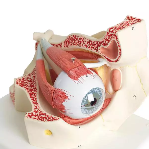  Model oog in oogkas