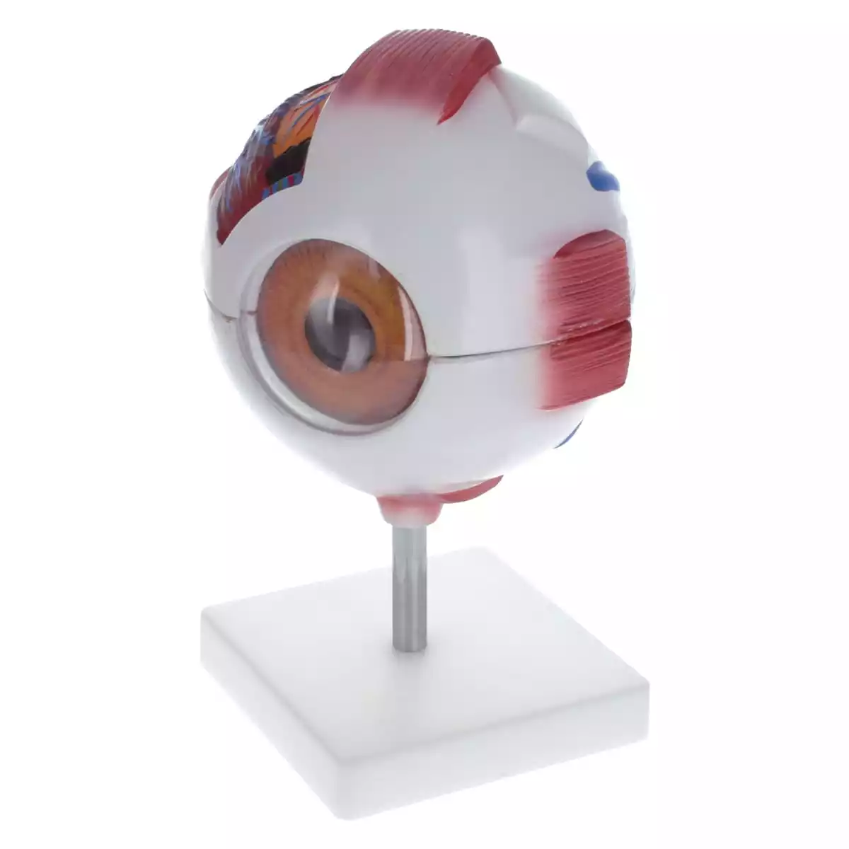  Model Anatomisch Oog