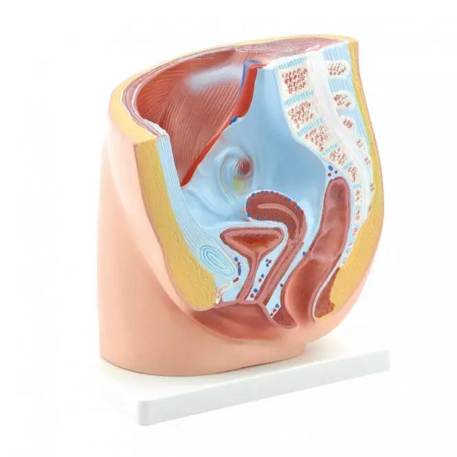  Model Anatomisch Bekken Vrouwelijk