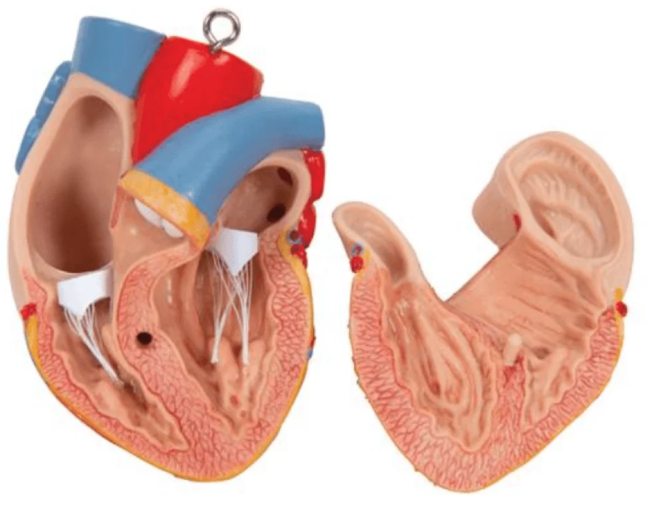  Model Standaard torso