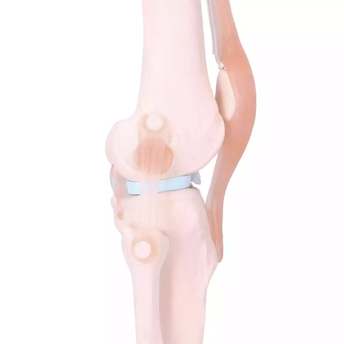  Anatomisch model kniegewricht