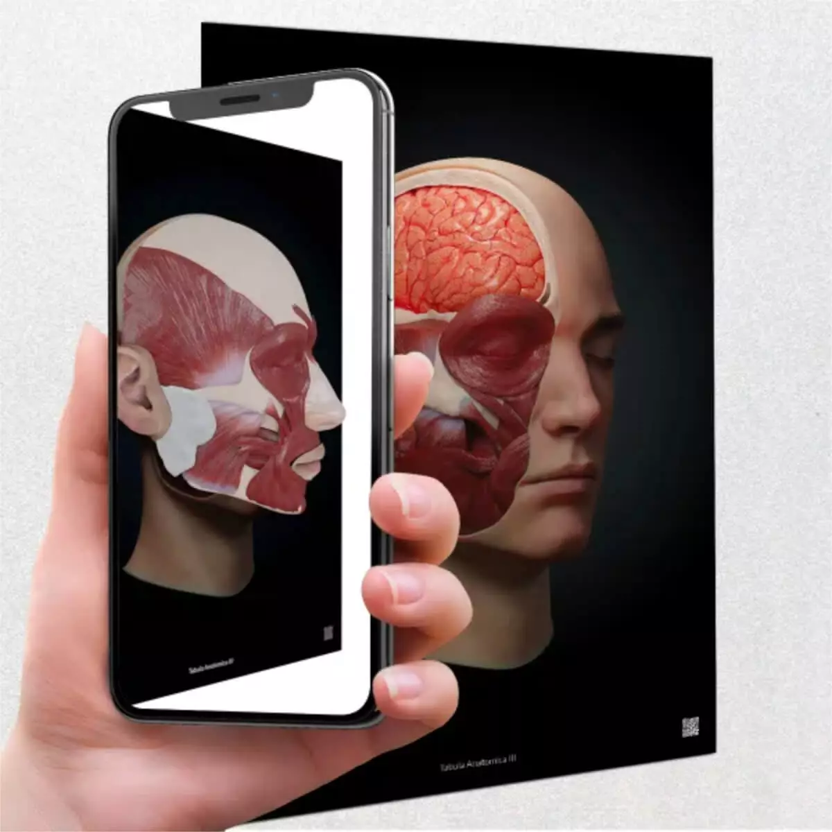  AnatomieARt Tabula Anatomica III