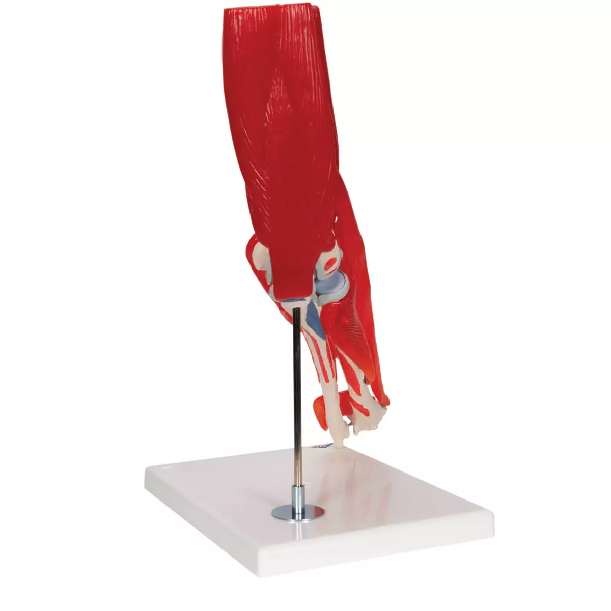  Ellebooggewricht model