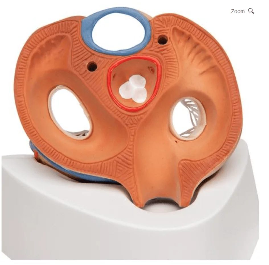  Hart model 7 stuks