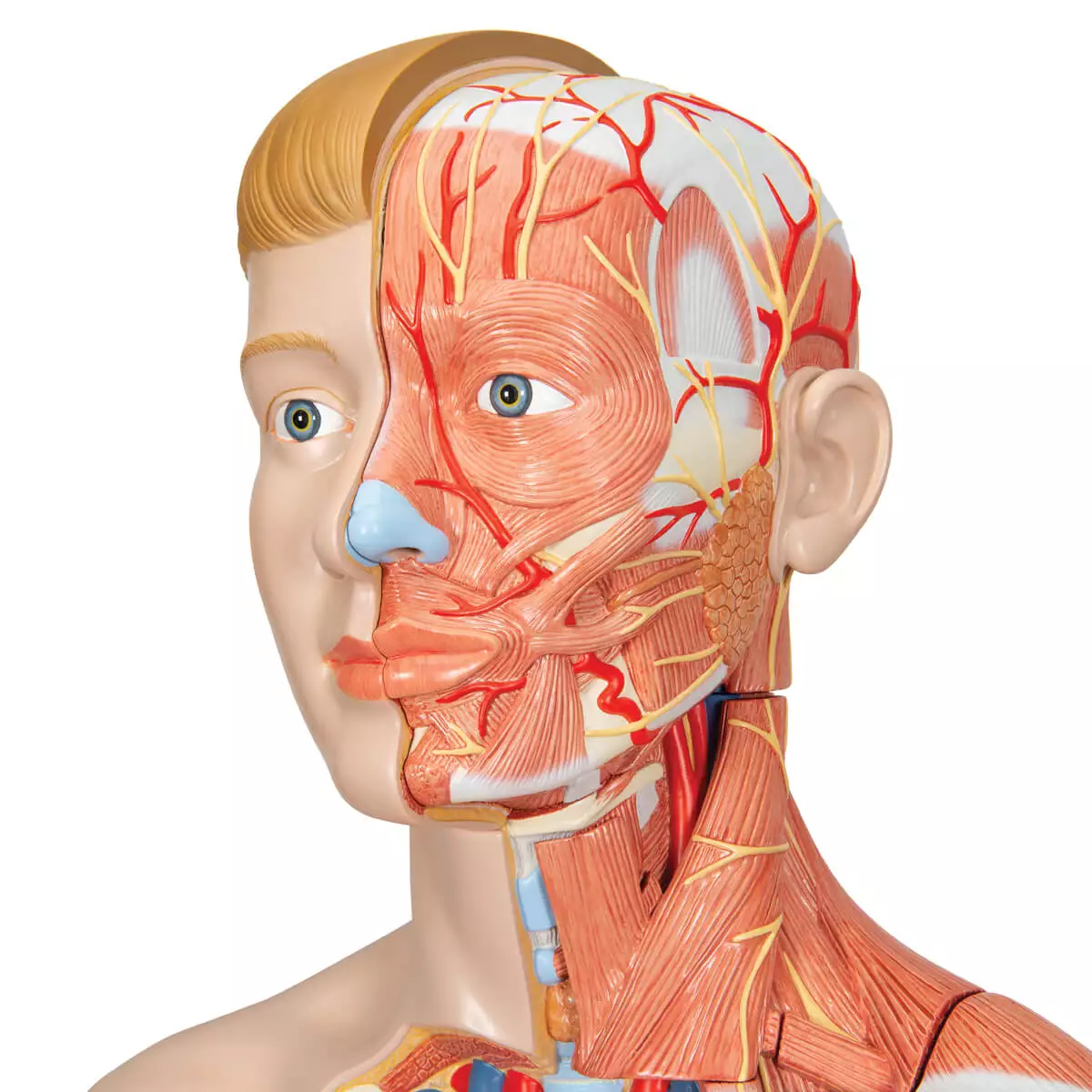  Model levensgroot biseksueel spierfiguur
