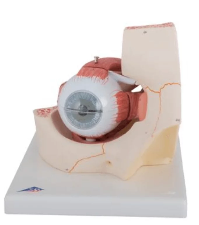  Model oog in oogkas