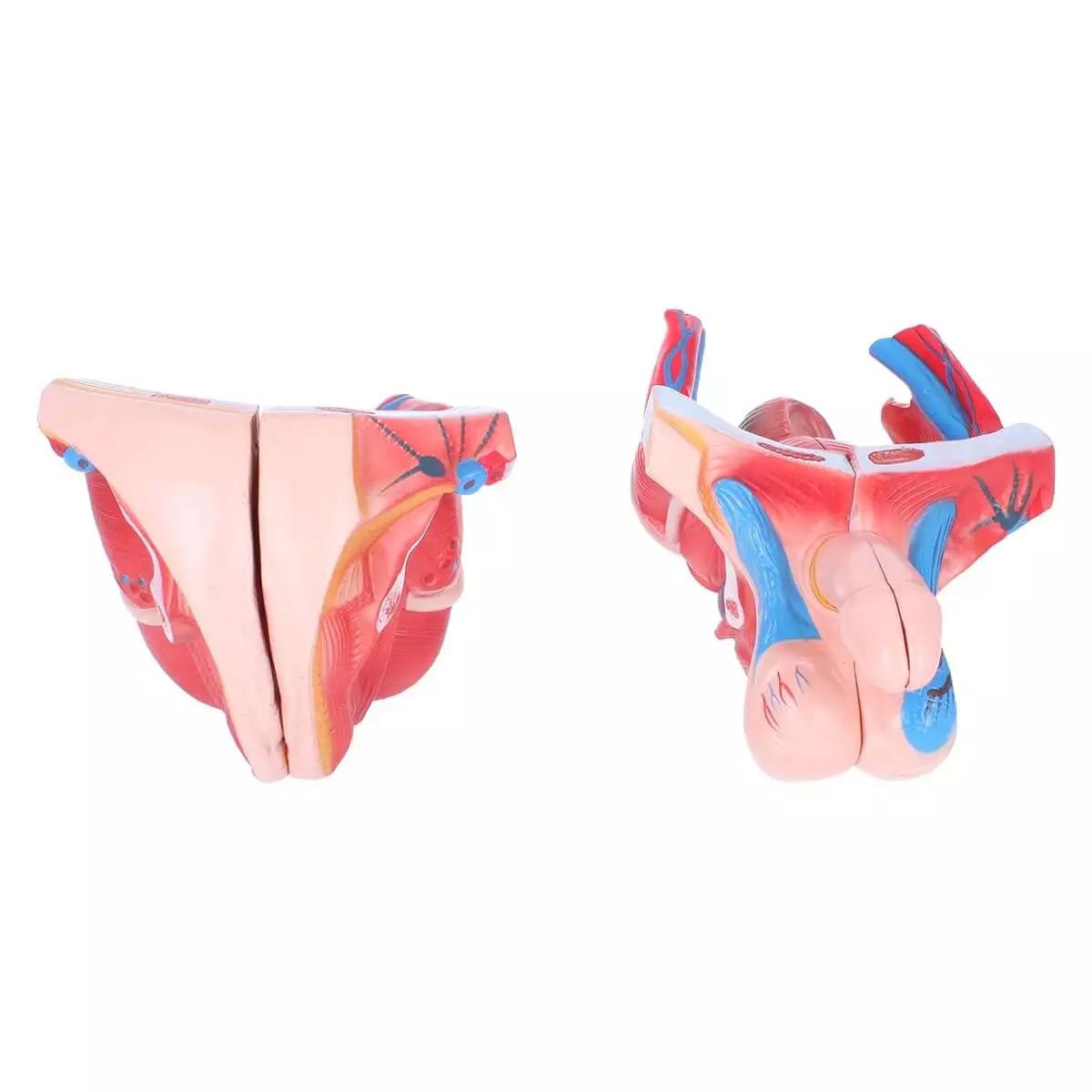  Biseksueel model torso